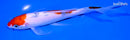 7.25" SANKE BUTTERFLY
