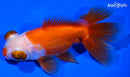 4.75" KUCHIBENI TELESCOPE FANTAIL GOLDFISH