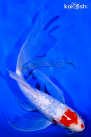 9.25" GINRIN KOHAKU BUTTERFLY