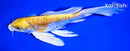 8.25" ARAGOKE HARIWAKE BUTTERFLY