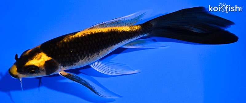 5.5" KABUTO BUTTERFLY