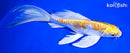8.25" ARAGOKE HARIWAKE BUTTERFLY