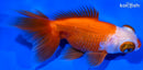 4.75" KUCHIBENI TELESCOPE FANTAIL GOLDFISH