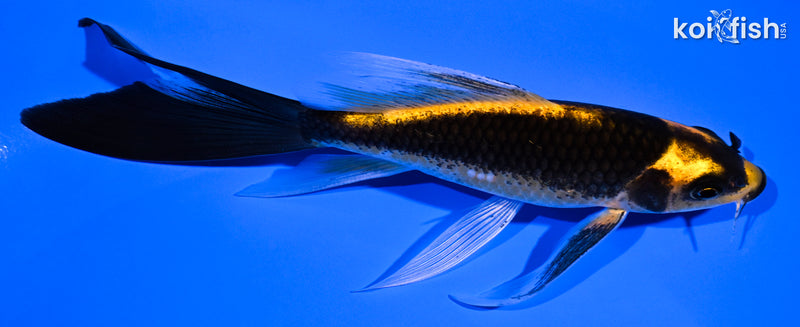 5.5" KABUTO BUTTERFLY