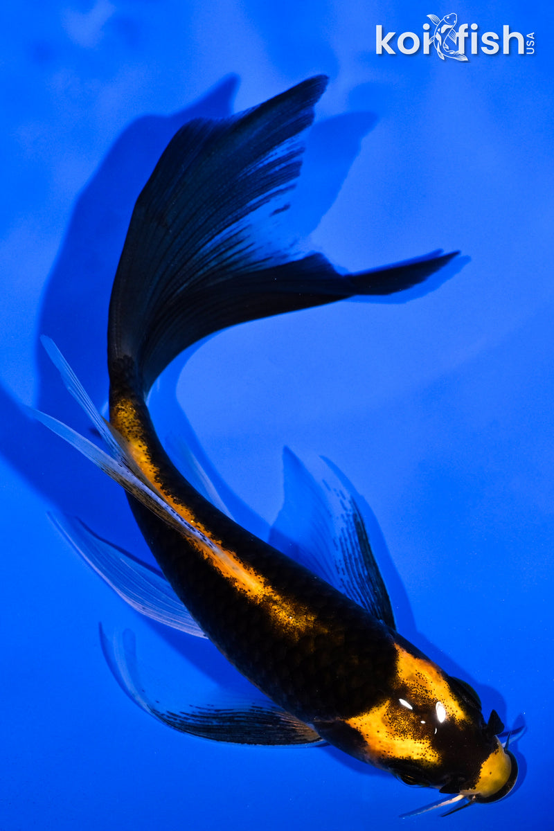 5.5" KABUTO BUTTERFLY