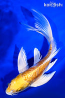 8.25" ARAGOKE HARIWAKE BUTTERFLY