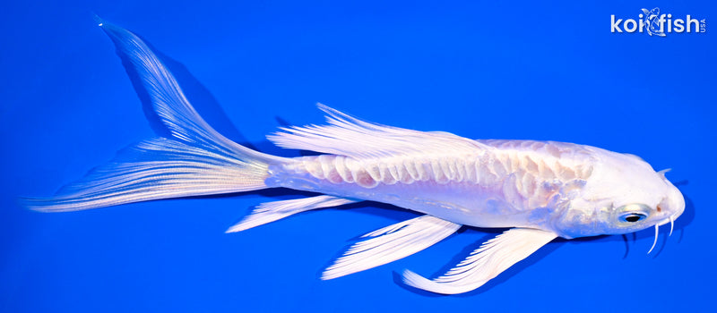 5.75" DOITSU PLATINUM OGON BUTTERFLY