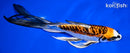 8" ARAGOKE BENI KIKOKURYU BUTTERFLY