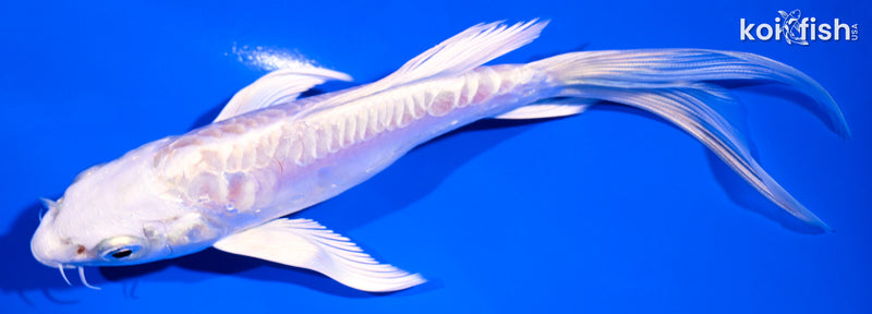 5.75" DOITSU PLATINUM OGON BUTTERFLY