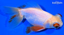 5" TELESCOPE FANTAIL GOLDFISH