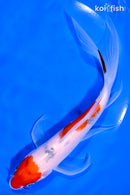 7.25" SANKE BUTTERFLY