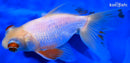 5" TELESCOPE FANTAIL GOLDFISH