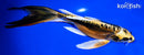 8.25" KIN KIKOKURYU BUTTERFLY