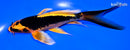 6.5" KIN ORENJI MATSUBA BUTTERFLY