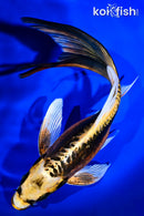 8.25" KIN KIKOKURYU BUTTERFLY
