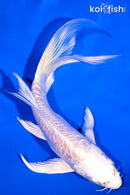 5.75" DOITSU PLATINUM OGON BUTTERFLY