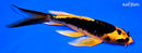 6.5" KIN ORENJI MATSUBA BUTTERFLY