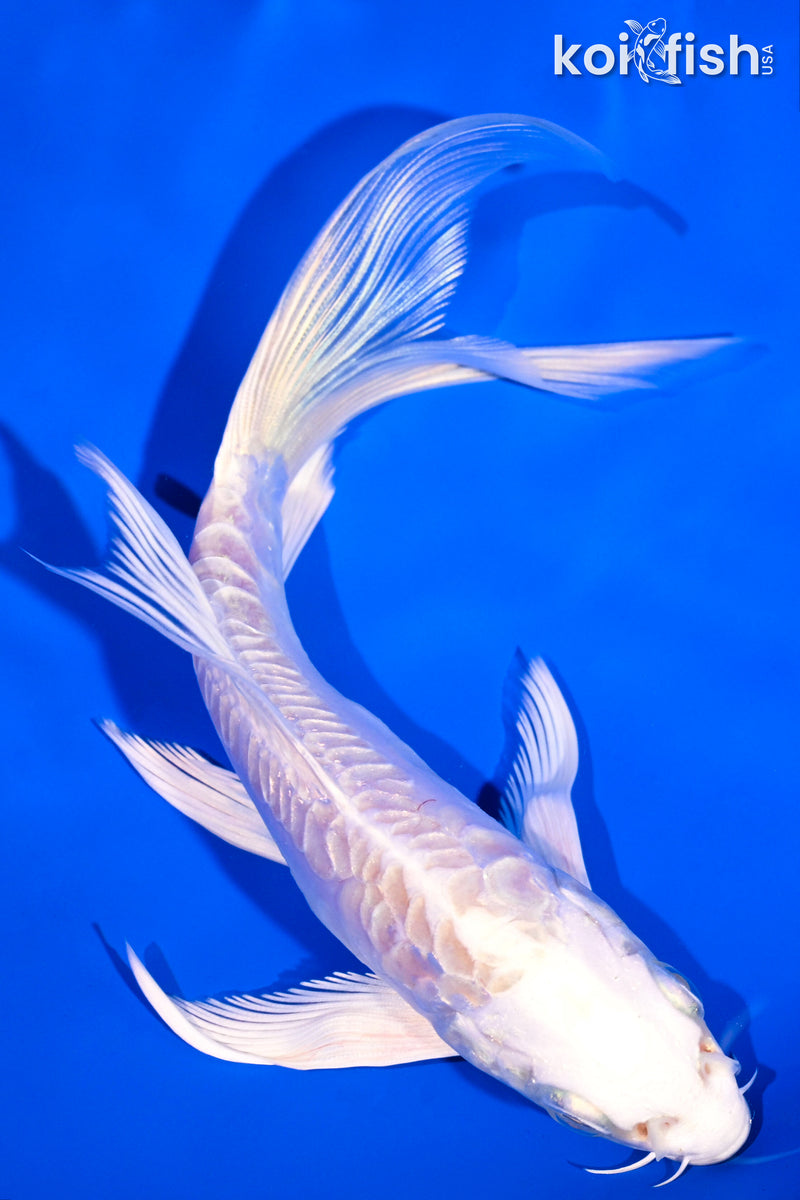 5.75" DOITSU PLATINUM OGON BUTTERFLY