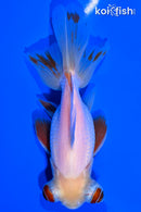 5" TELESCOPE FANTAIL GOLDFISH