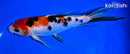 7.75" SANKE BUTTERFLY