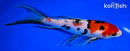7.75" SANKE BUTTERFLY