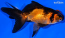 5" TELESCOPE FANTAIL GOLDFISH