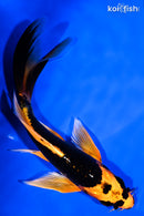 6.5" KIN ORENJI MATSUBA BUTTERFLY