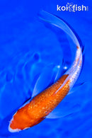 9" GINRIN KOHAKU BUTTERFLY