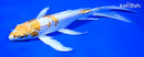 8.5" GINRIN HARWAKE BUTTERFLY