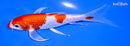 6.5" GINRIN HARIWAKE BUTTERFLY