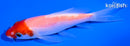 4.25" KOHAKU BUTTERFLY