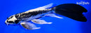 9.75" KIN KIKOKURYU BUTTERFLY