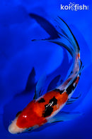7.75" SANKE BUTTERFLY