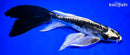9.75" KIN KIKOKURYU BUTTERFLY