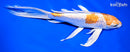 8.5" GINRIN HARWAKE BUTTERFLY