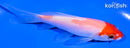4.25" KOHAKU BUTTERFLY