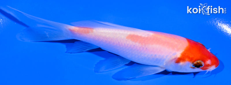 4.25" KOHAKU BUTTERFLY