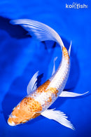 8.5" GINRIN HARWAKE BUTTERFLY