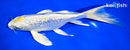 7.75" GINRIN TANCHO LEMON HARIWAKE BUTTERFLY