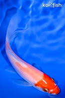 4.25" KOHAKU BUTTERFLY