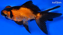 5" TELESCOPE FANTAIL GOLDFISH