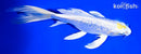 7.75" GINRIN TANCHO LEMON HARIWAKE BUTTERFLY