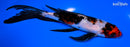 6.75" SHOWA BUTTERFLY