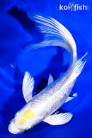 7.75" GINRIN TANCHO LEMON HARIWAKE BUTTERFLY