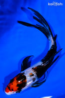 6.75" SHOWA BUTTERFLY