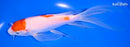 7.5" KOHAKU BUTTERFLY