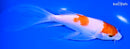 7.5" KOHAKU BUTTERFLY