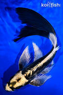 9.75" KIN KIKOKURYU BUTTERFLY