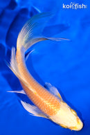 5.5" YAMABUKI OGON BUTTERFLY