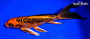 8" ARAGOKE ORENJI MATSUBA BUTTERFLY